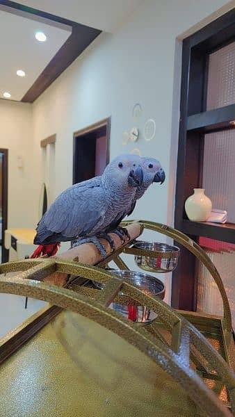 Congo African Grey Parrot / Gray Bird / Macaw / Amazon / Eclectus 1