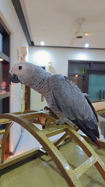 Congo African Grey Parrot / Gray Bird / Macaw / Amazon / Eclectus 2