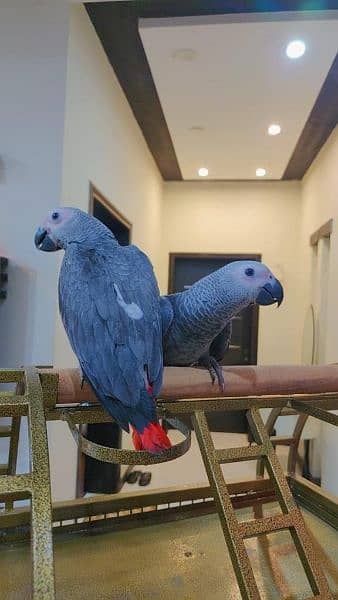 Congo African Grey Parrot / Gray Bird / Macaw / Amazon / Eclectus 9