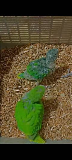Green Ringneck Chick. s Available