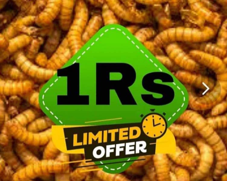 Mealworms in bulk quantities only Rs. 1/- per mealworm 0
