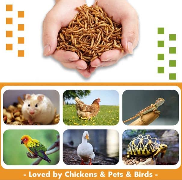Mealworms in bulk quantities only Rs. 1/- per mealworm 1