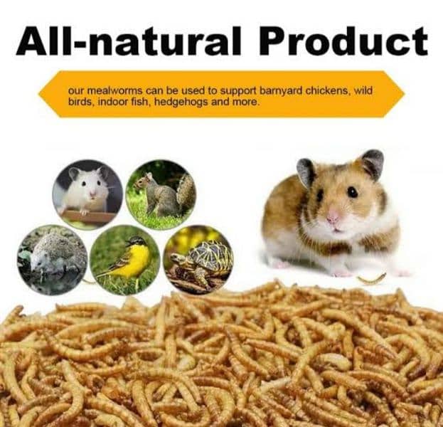 Mealworms in bulk quantities only Rs. 1/- per mealworm 2