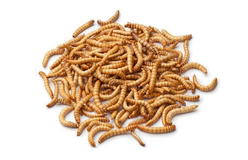 Mealworms in bulk quantities only Rs. 1/- per mealworm 3