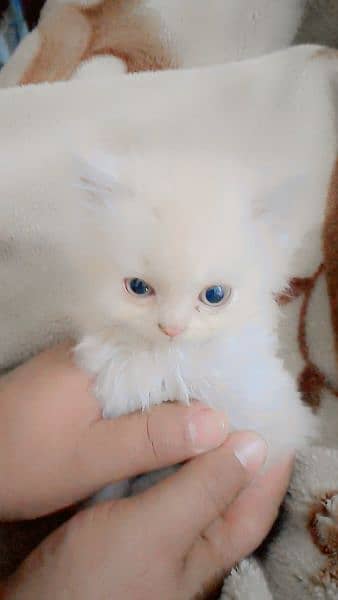 Persian cat 0