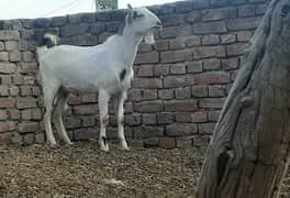 Eid Qurbani k liay bakray goat in talagang 0