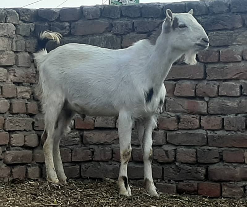 Eid Qurbani k liay bakray goat in talagang 1