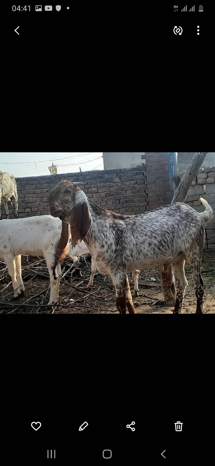 Eid Qurbani k liay bakray goat in talagang 2