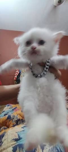 male or femail kitten persion 45 days k 0