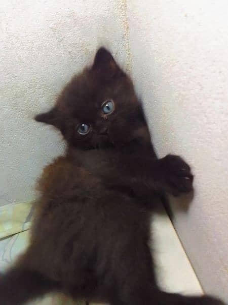 Persian kitten black colour 0