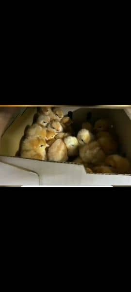 Rir chicks and austorlop chicks and Golden misri chicks & Duck 2