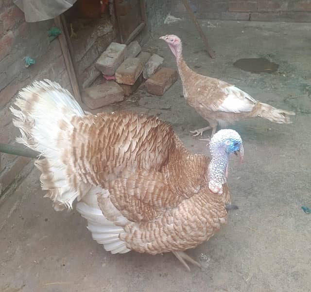 breedar turky bird male 10k pair 18k & chicks 5k 7