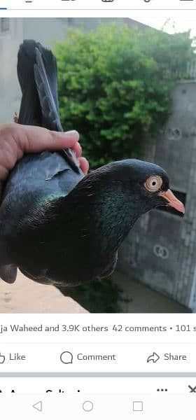 black pigeons / tede pigeons / black tade pigeons / pigeons for sale 11