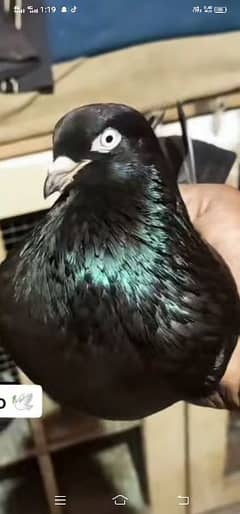 black pigeons / tede pigeons / black tade pigeons / pigeons for sale 0