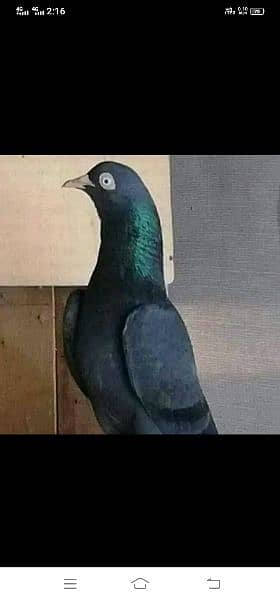 black pigeons / tede pigeons / black tade pigeons / pigeons for sale 7