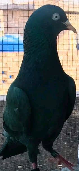 black pigeons / tede pigeons / black tade pigeons / pigeons for sale 1