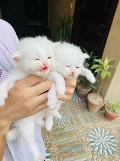 Persian Cats Best Quality Tripple Cotted Blue Hazel Odd Eyes Available