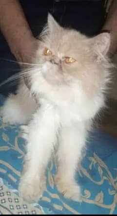 Persian Peki Female Cat only 15 months heavy bone triple coated