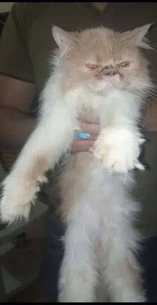 Persian Peki Female Cat only 15 months heavy bone triple coated 1