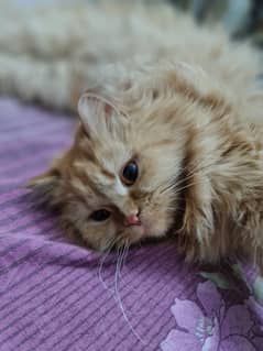 Persian Cat 7Months. Argent sale