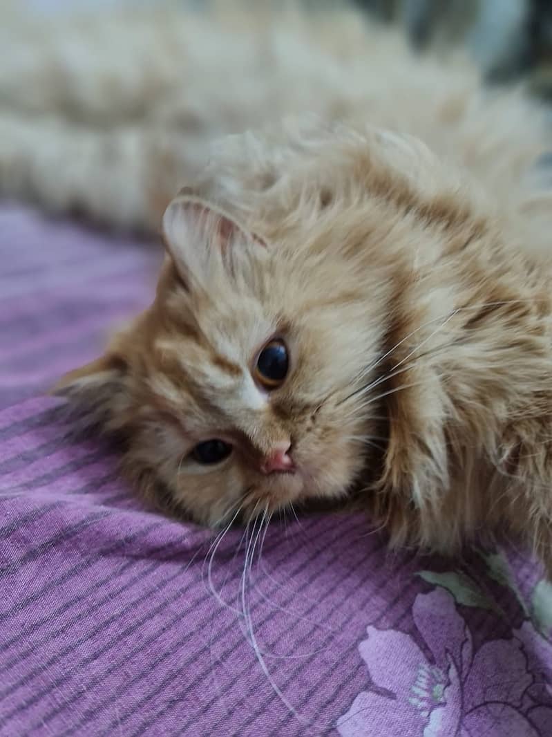 Persian Cat 7Months. Argent sale 0