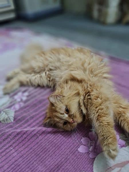 Persian Cat 7Months. Argent sale 3