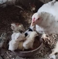 Aseel Hen with Chicks