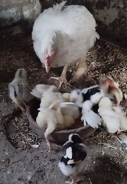 Aseel Hen with Chicks 5