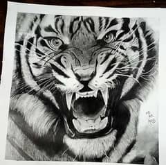 Skech of lion realistic art pencil skech work by meer arts