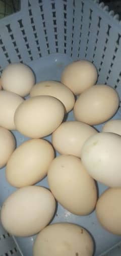 dozen desi eggs ghar ky