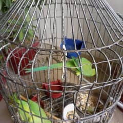 Pair ring neck parrot with cage