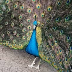 Fresh Peacock & Pheasant Eggs