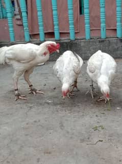 Pure white heera aseel egg N chicks for sale