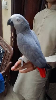 African Grey Parrot. Full Hand Tain. es number call kryn 03216905569
