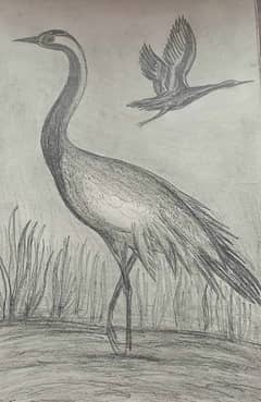 Bird crane
