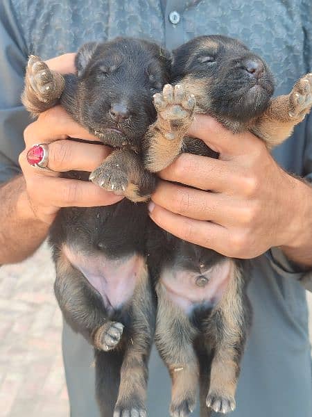 German shepherd / GSD /German shepherd Dog /Dog for sale 2