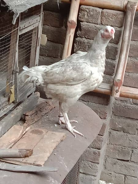 Pure white heera aseel egg N chicks for sale. 1