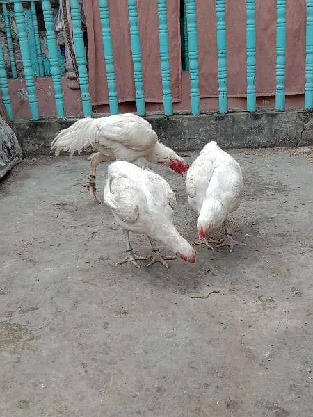 Pure white heera aseel egg N chicks for sale. 4