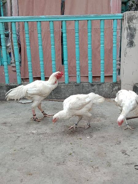 Pure white heera aseel egg N chicks for sale. 5