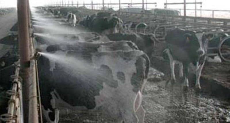 Dairy Farm Shower nozzle, Dairy sprinkler, Poultry farm Mist system 5