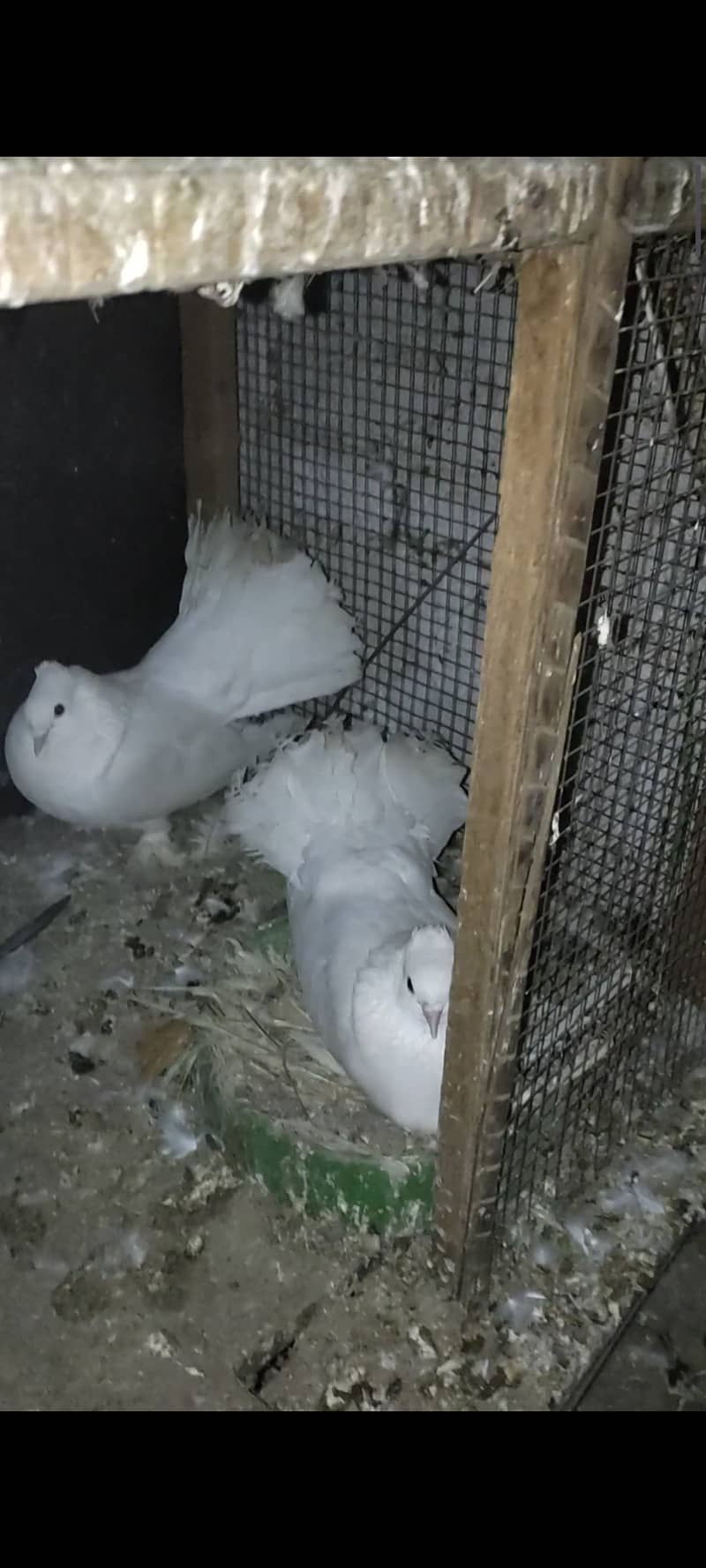 White lakka pair with 2 chicks 2