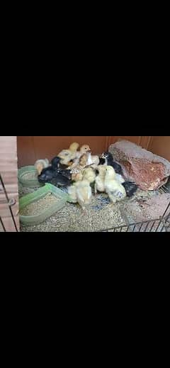 lasani aseel chicks only