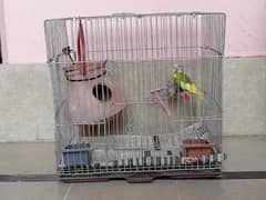 "Budgie Pair with Cage for Sale: OLX Listing"