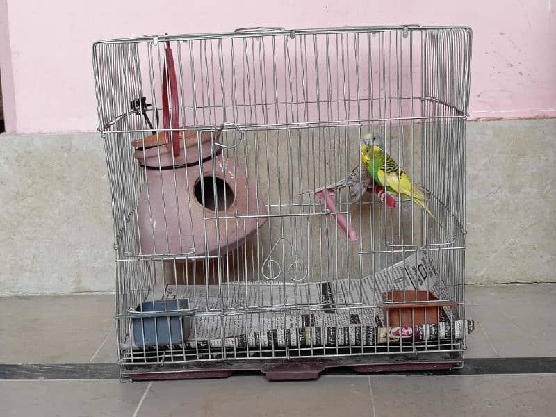 "Budgie Pair with Cage for Sale: OLX Listing" 0