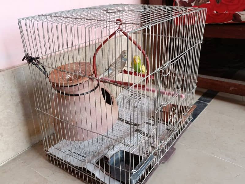 "Budgie Pair with Cage for Sale: OLX Listing" 1