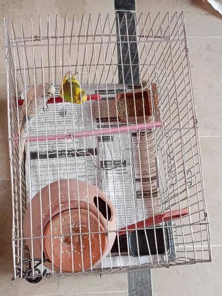 "Budgie Pair with Cage for Sale: OLX Listing" 2