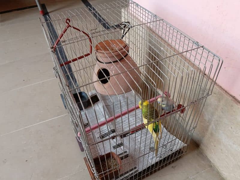"Budgie Pair with Cage for Sale: OLX Listing" 3