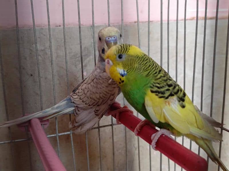 "Budgie Pair with Cage for Sale: OLX Listing" 5