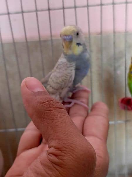 "Budgie Pair with Cage for Sale: OLX Listing" 7