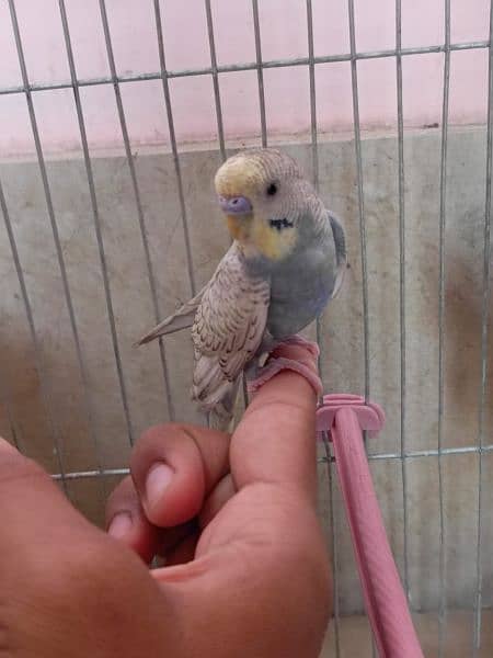 "Budgie Pair with Cage for Sale: OLX Listing" 8